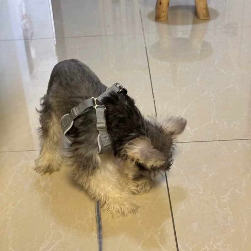 Arnés transpirable reflectante ajustable para perro y gato - imagen 3