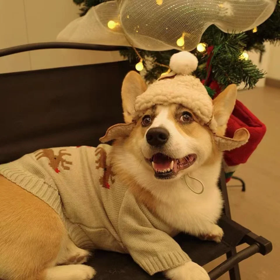 Perro pequeño con sombrero cálido de punto
