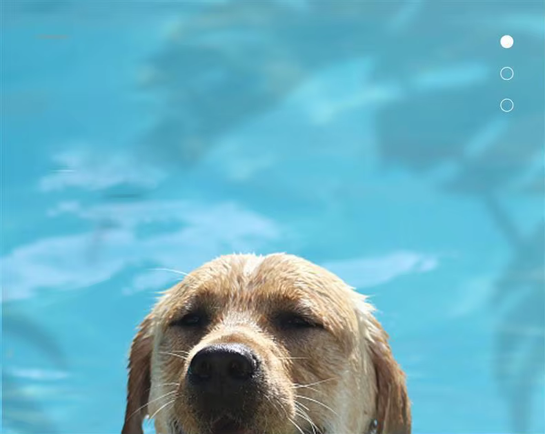 Juguete masticable con forma de pulpo para cachorros