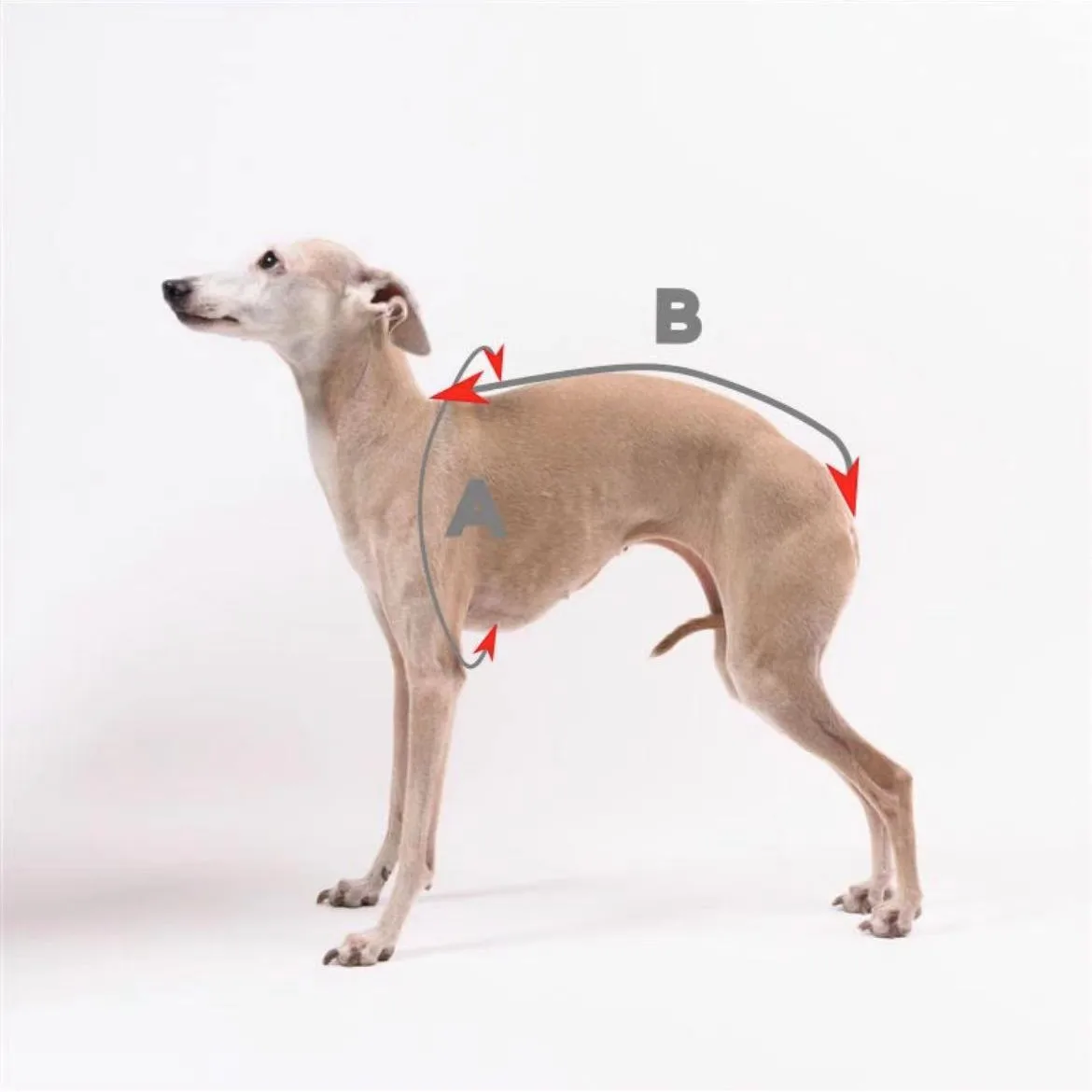 Suéter polar para galgo en color azul