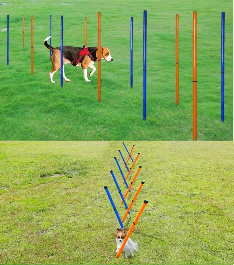 Perro entrenando con kit de agilidad Petguider