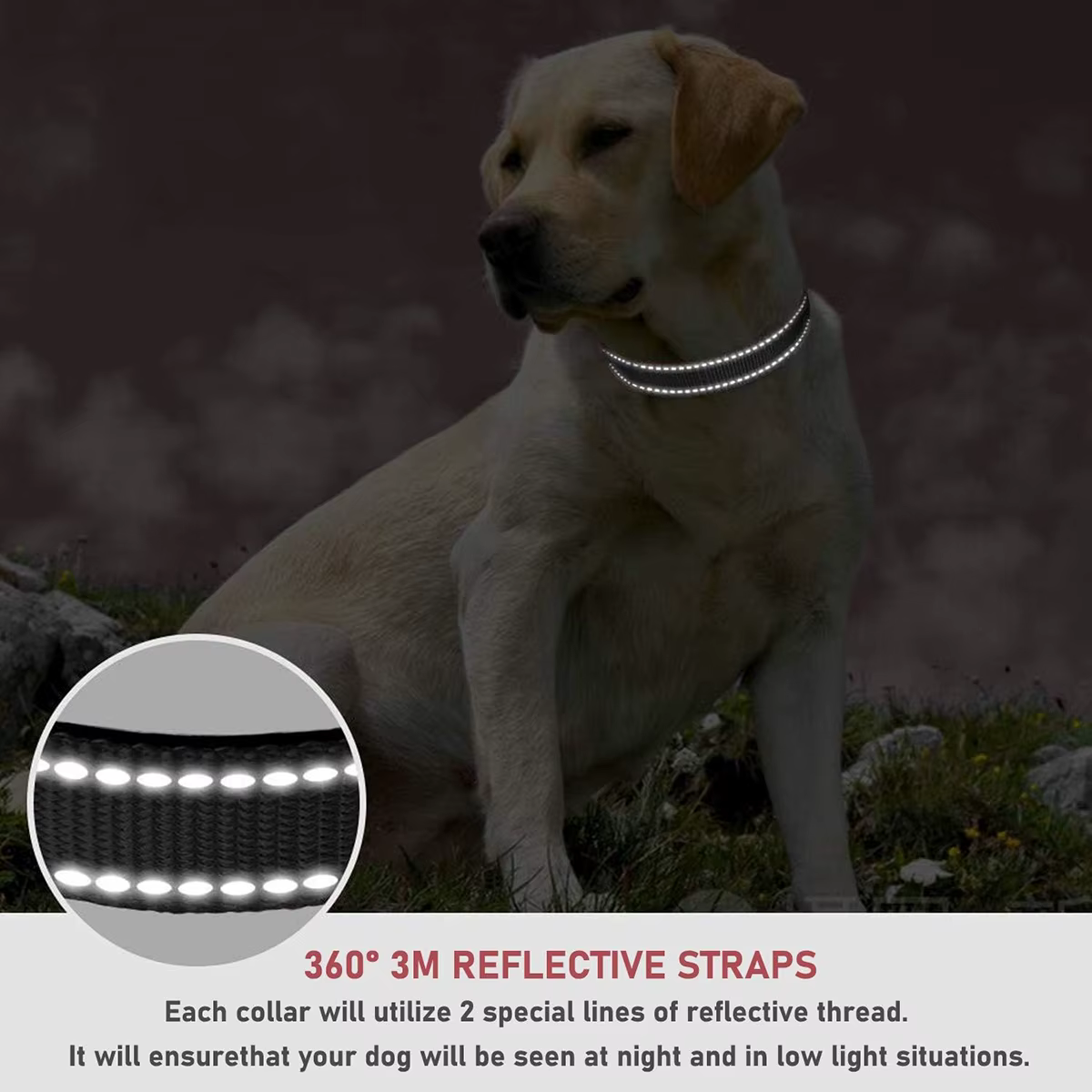Collar reflectante en uso