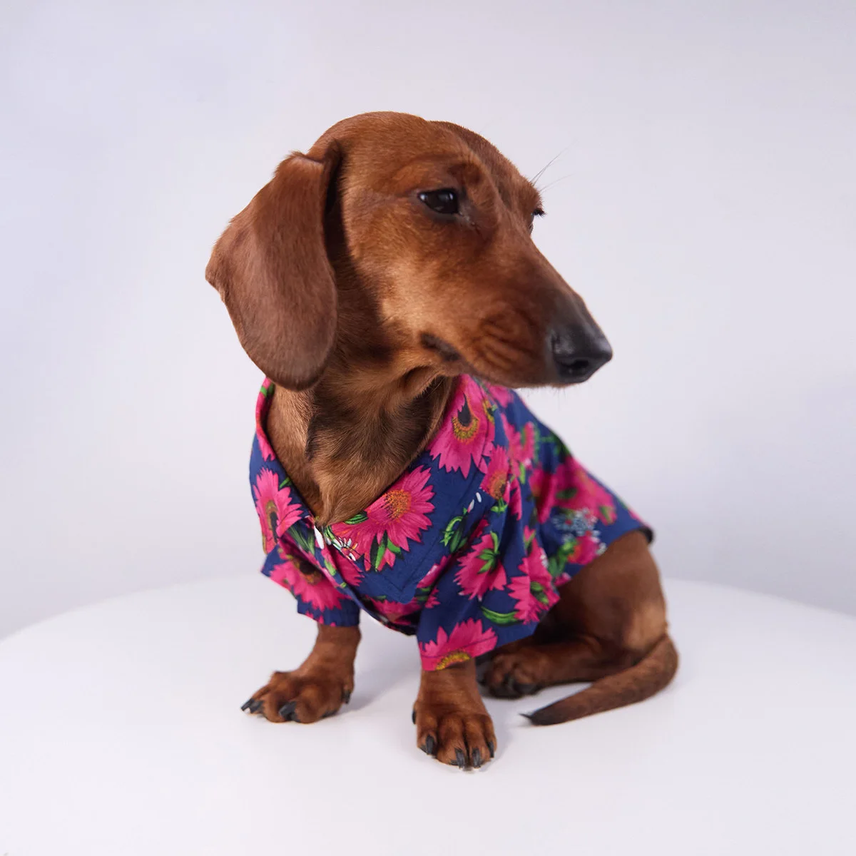 Abrigo sin mangas para perro dachshund en verano