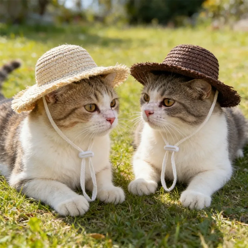 Mascota jugando con sombrero puesto