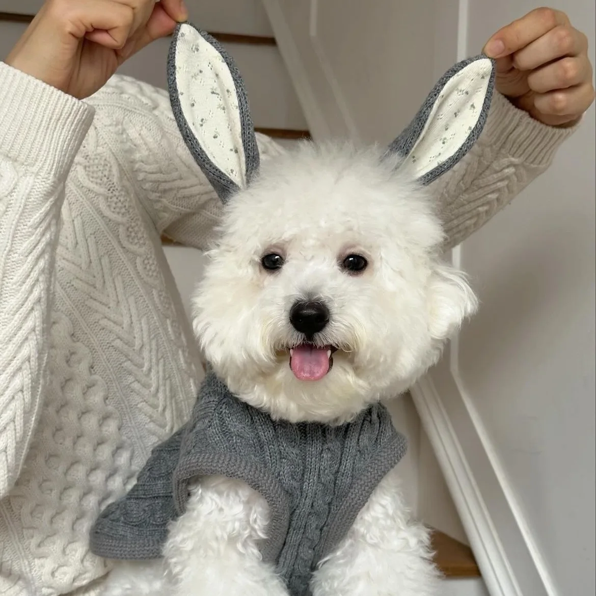Detalle de las orejas de conejo del abrigo para mascotas