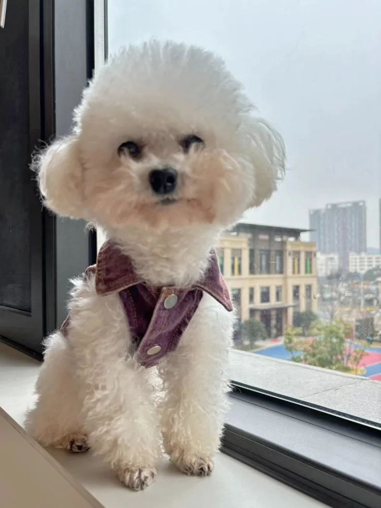 Abrigo vaquero para perros en exteriores