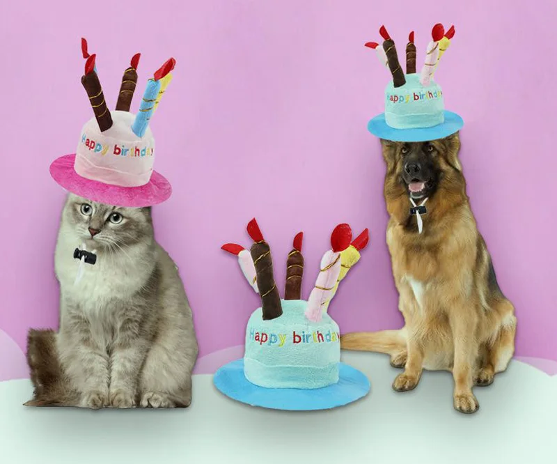 Sombrero verde para perro