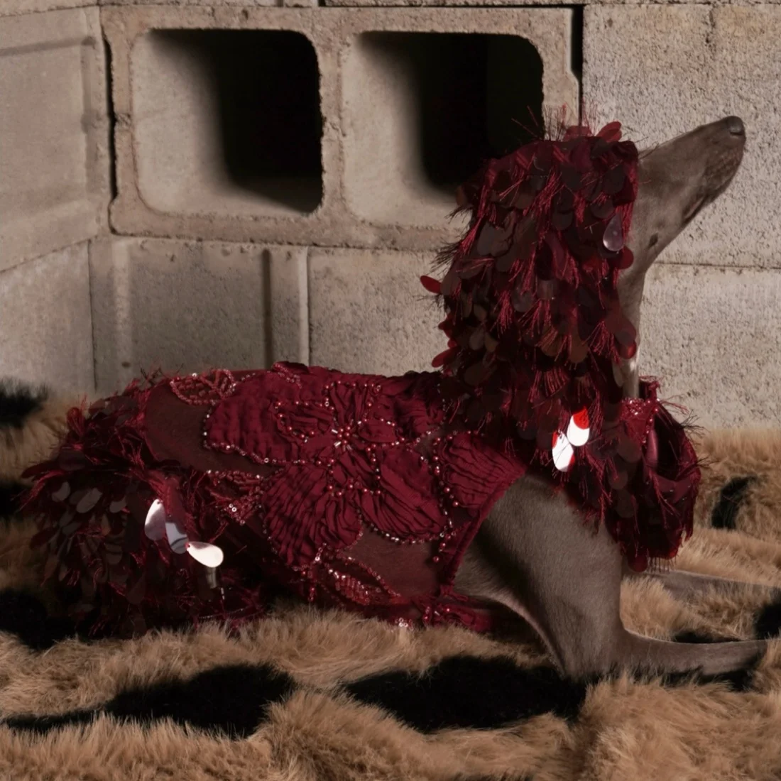Vestido con encaje y lentejuelas para Galgo Italiano y Whippet - imagen 5