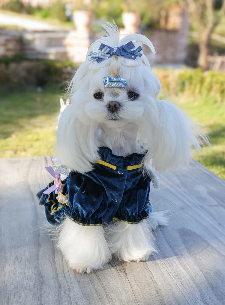 Perro jugando con vestido azul
