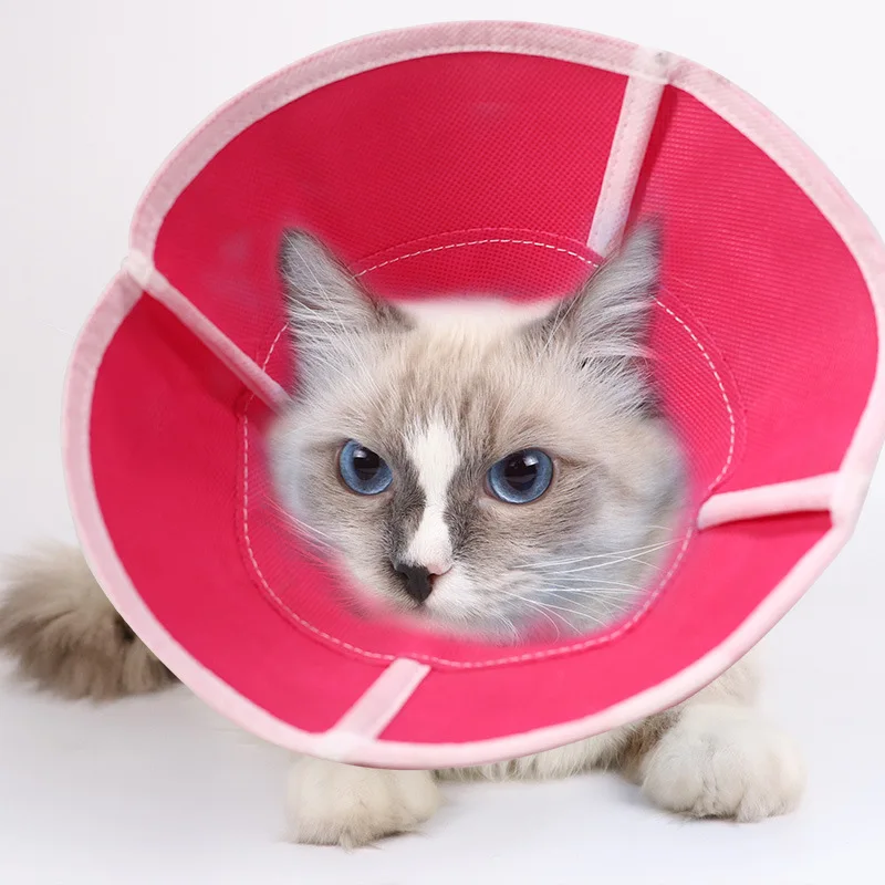 Collar cono en uso en mascota