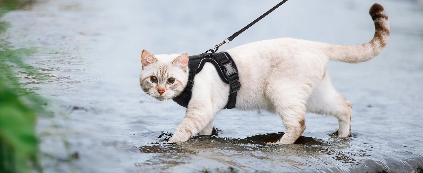 Gato caminando con EasyControl