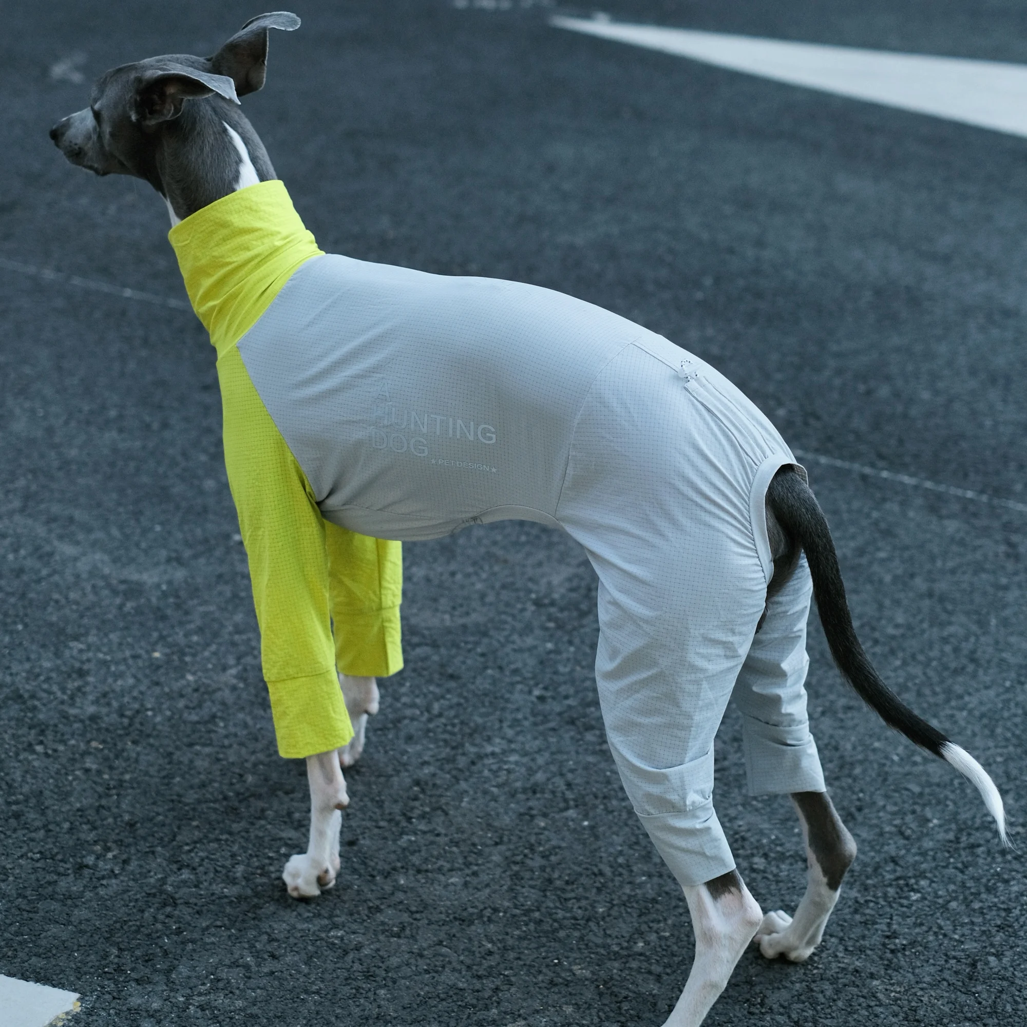 Traje puesto en perro
