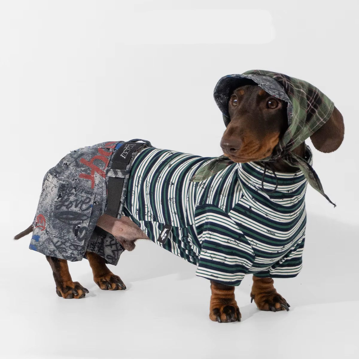 Ropa para perros Dachshund: sombrero, bufanda y vaqueros grafiti