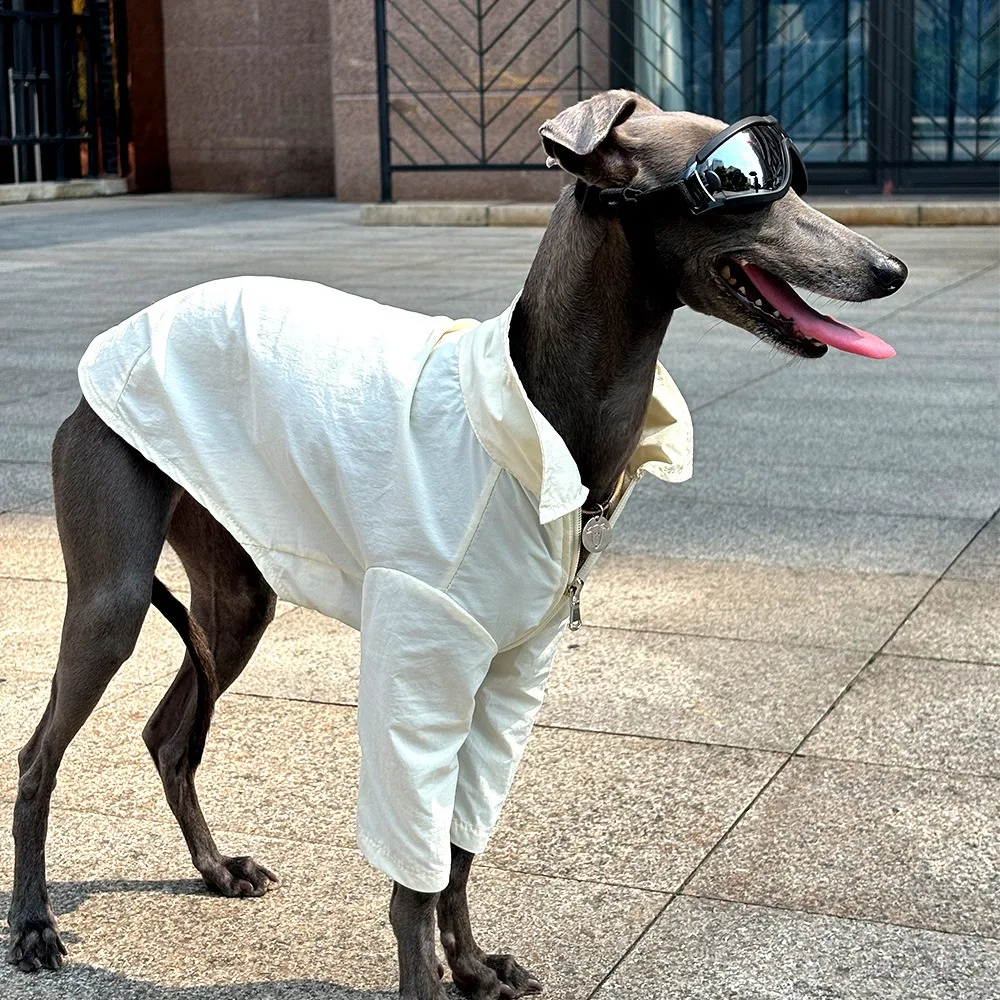 Camiseta anti-UV para perros Greyhound y Whippet, secado rápido - imagen 3