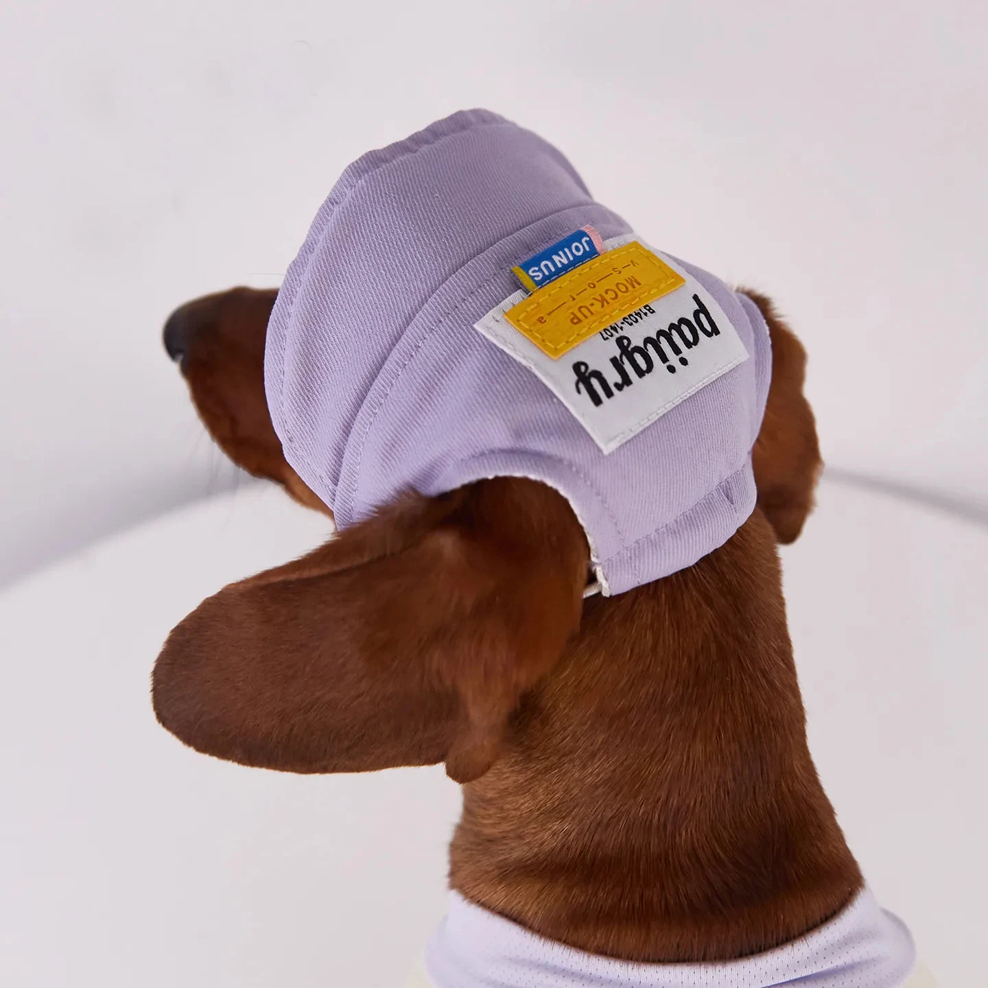 Perro salchicha con sombrero macaron outdoors