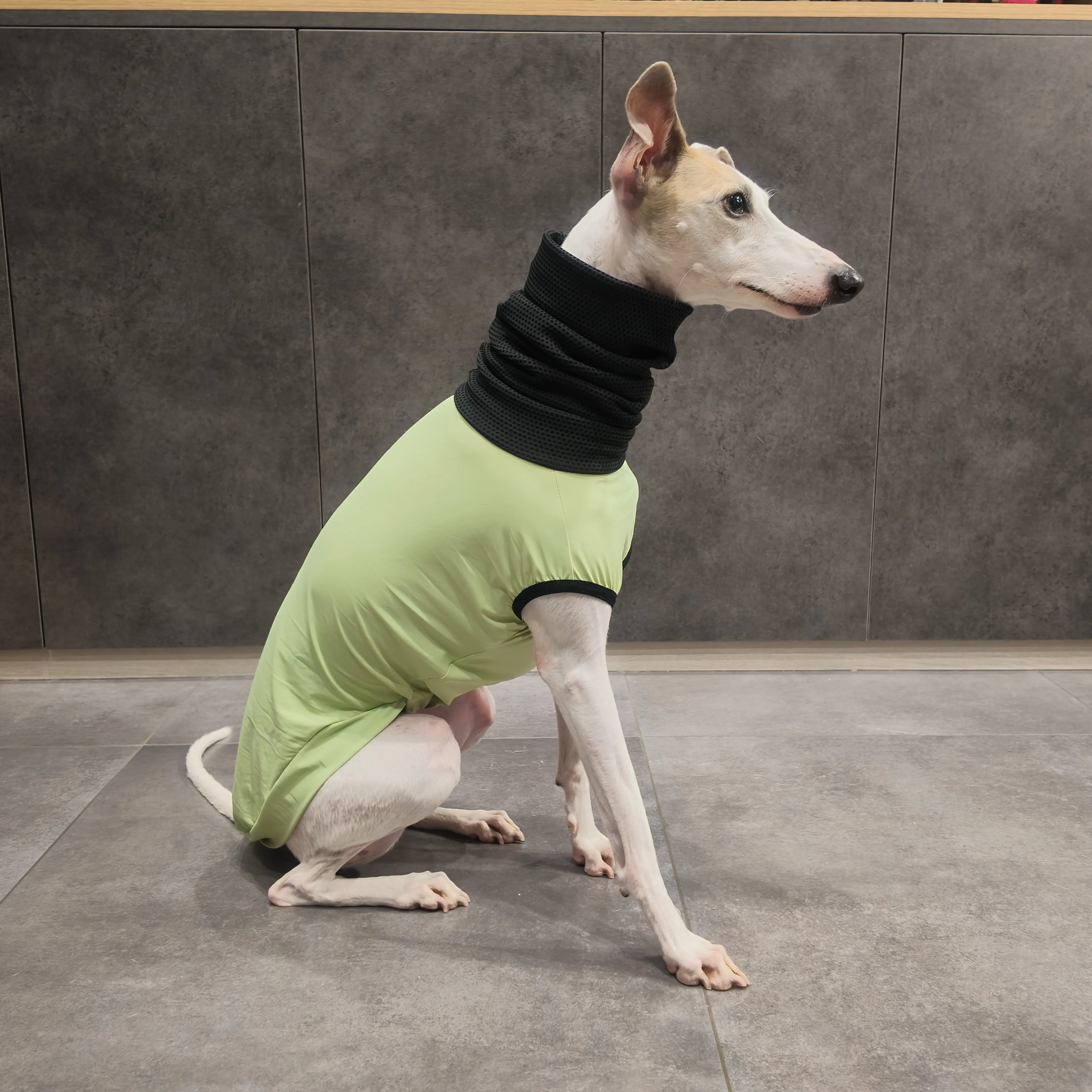 Camiseta verano perro UPF 100+ galgos y whippets, cuello alto - imagen 4