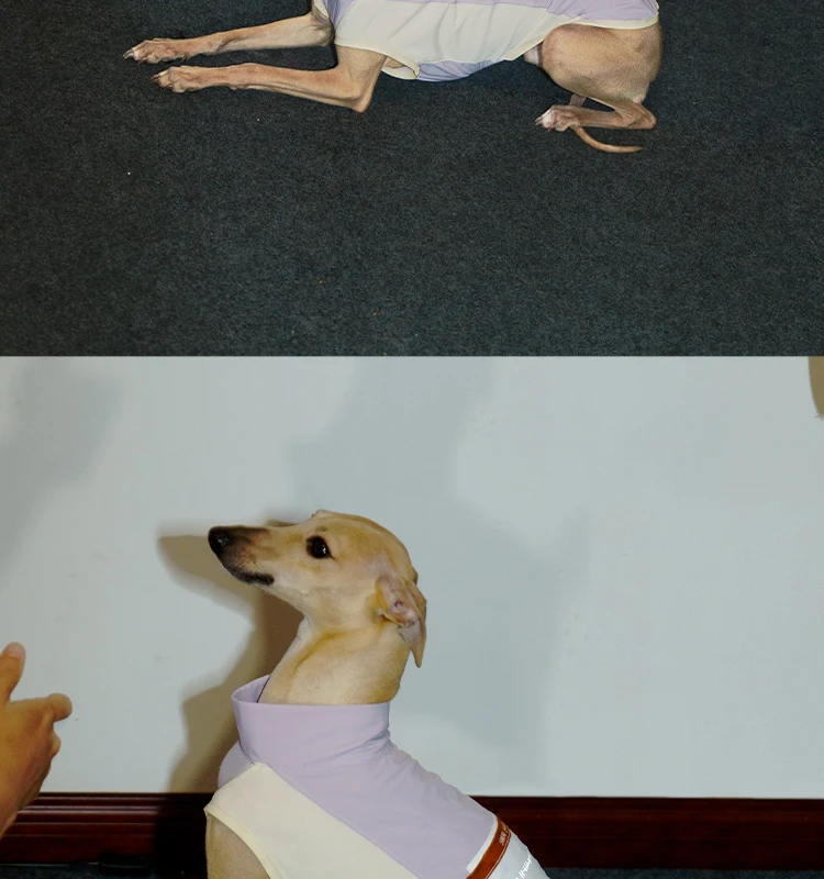 Perro con chaleco verde en posición de pie