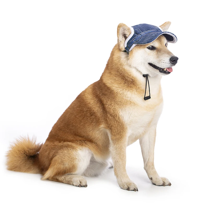 Gorra puesta en perro mediano durante paseo