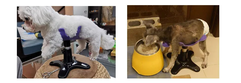 Soporte ajustable para el cuidado de perros en posición de baño