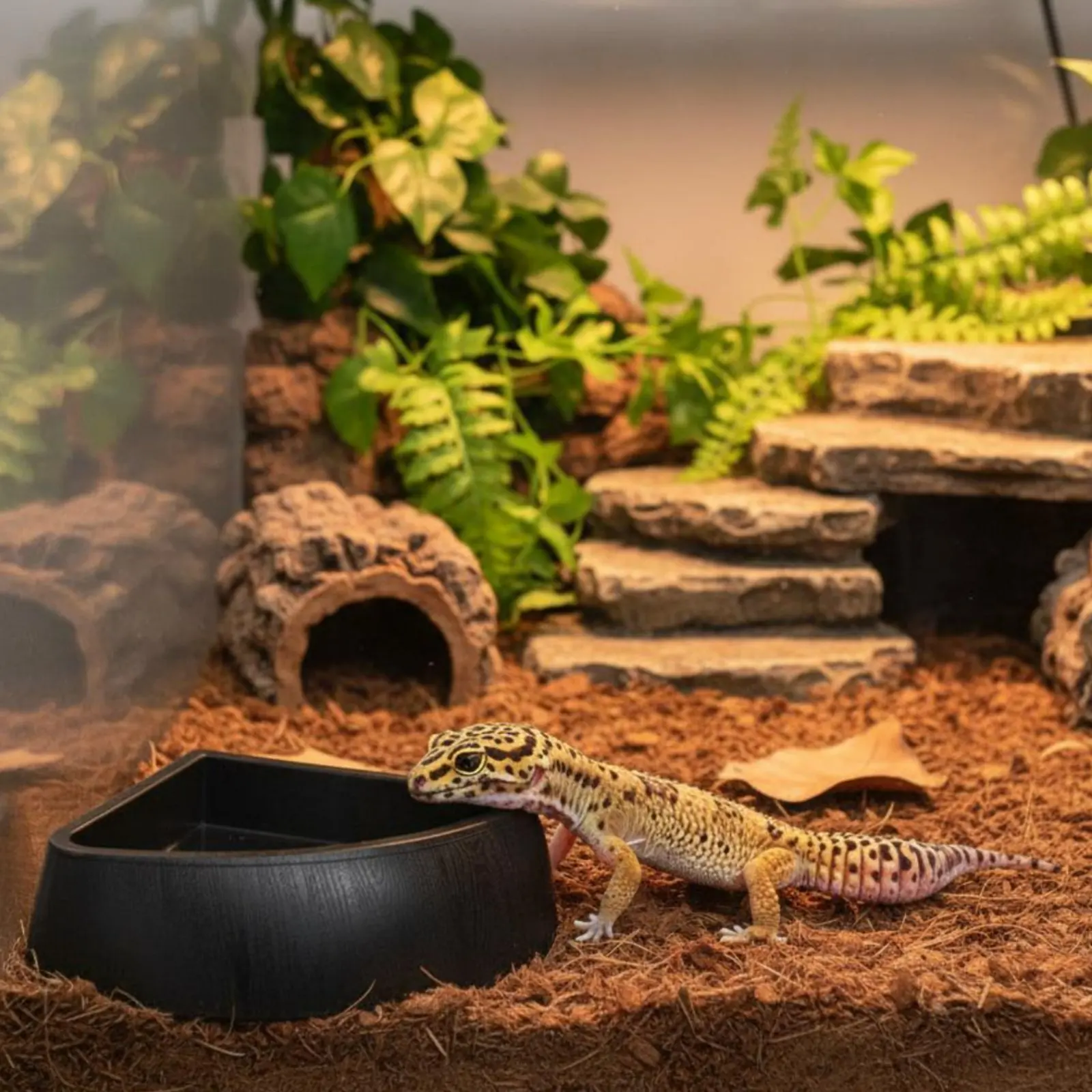 Recipiente de agua para tortugas antideslizante, fácil de limpiar - imagen 4