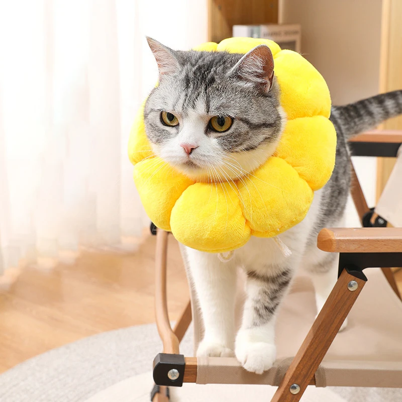 Collar en uso por un gato