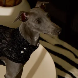 Vestido sirena de noche con encaje y lentejuelas para galgo italiano