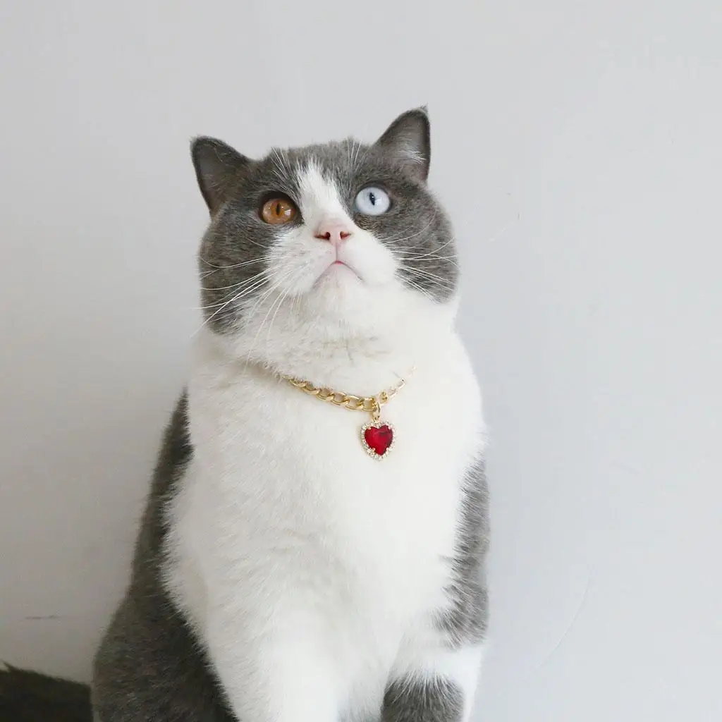 Collar elegante con dije para perros y gatos – Fiesta - imagen 3