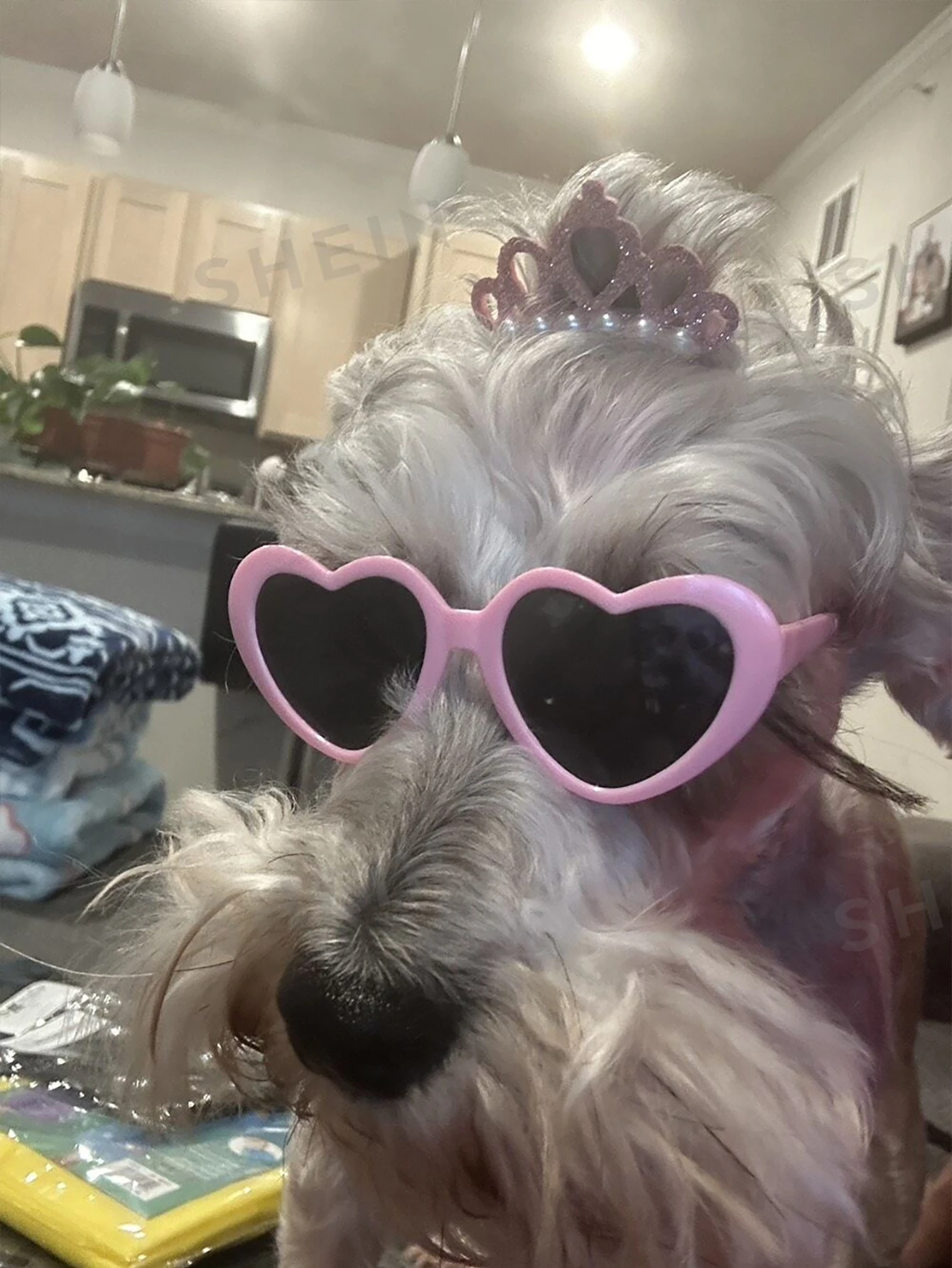 Gafas de sol para gatos y perros con protección UV