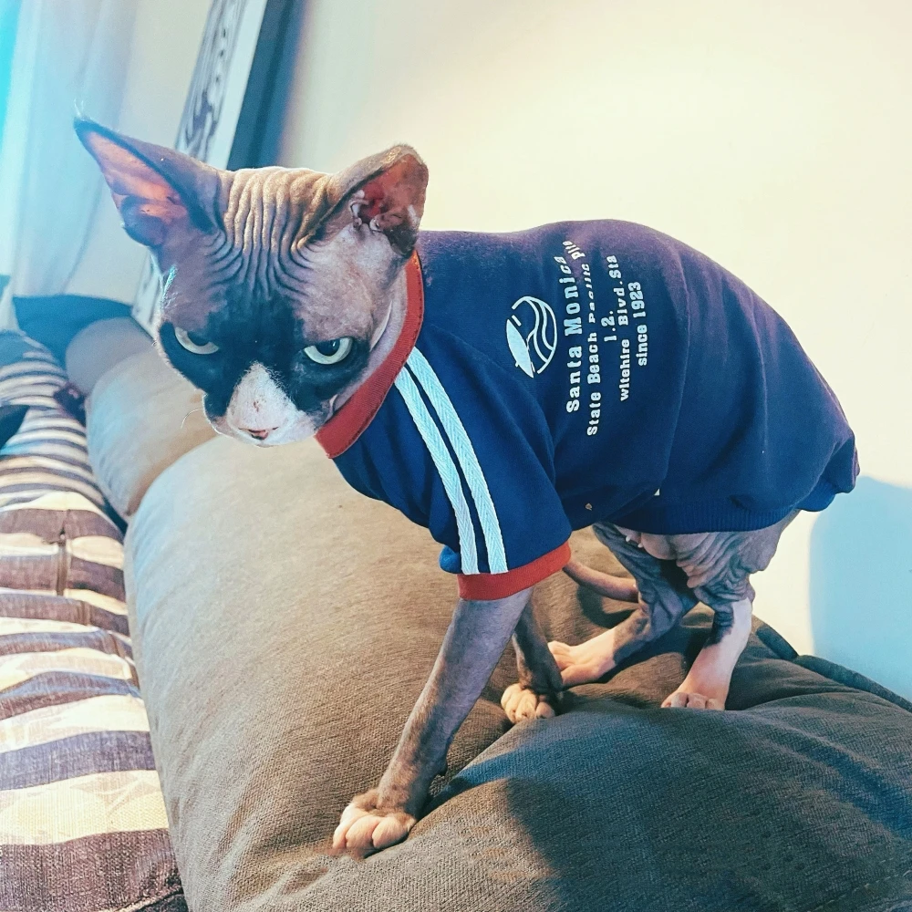 Gato con sudadera azul en casa