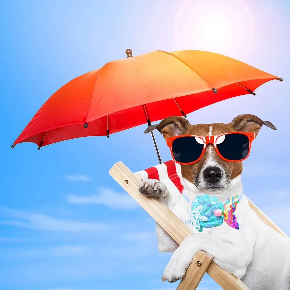 Pajarita ajustable en cuello de mascota
