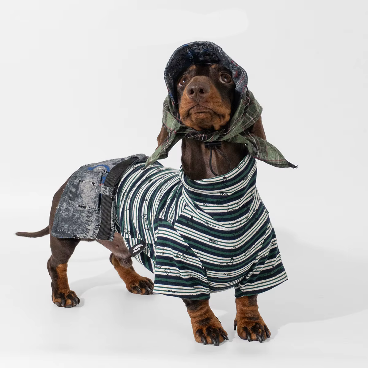 Ropa para perros Dachshund: sombrero, bufanda y vaqueros grafiti - imagen 5