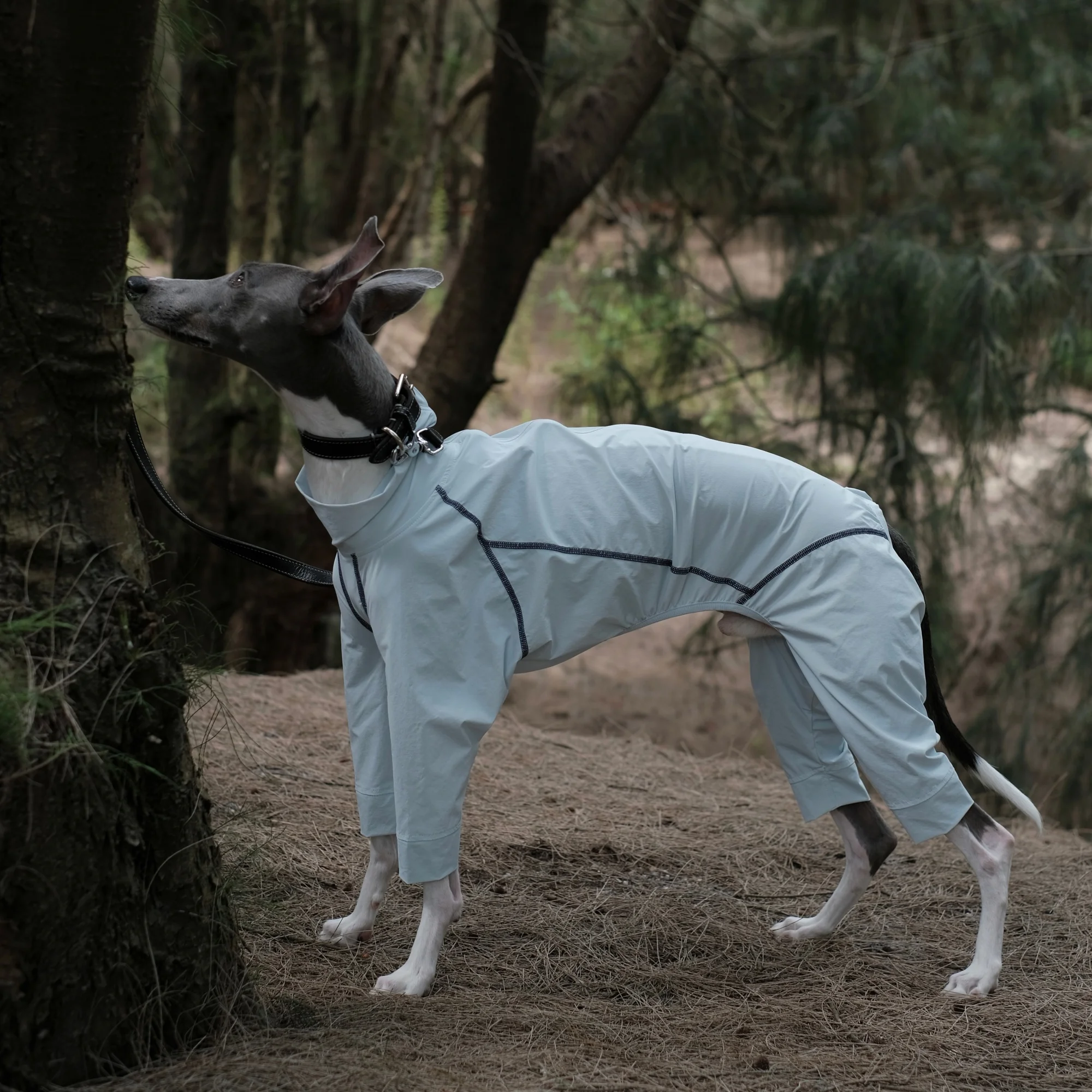 Traje de verano con protección solar UPF100+ para perro Galgo Italiano – Cubre vientre - imagen 5