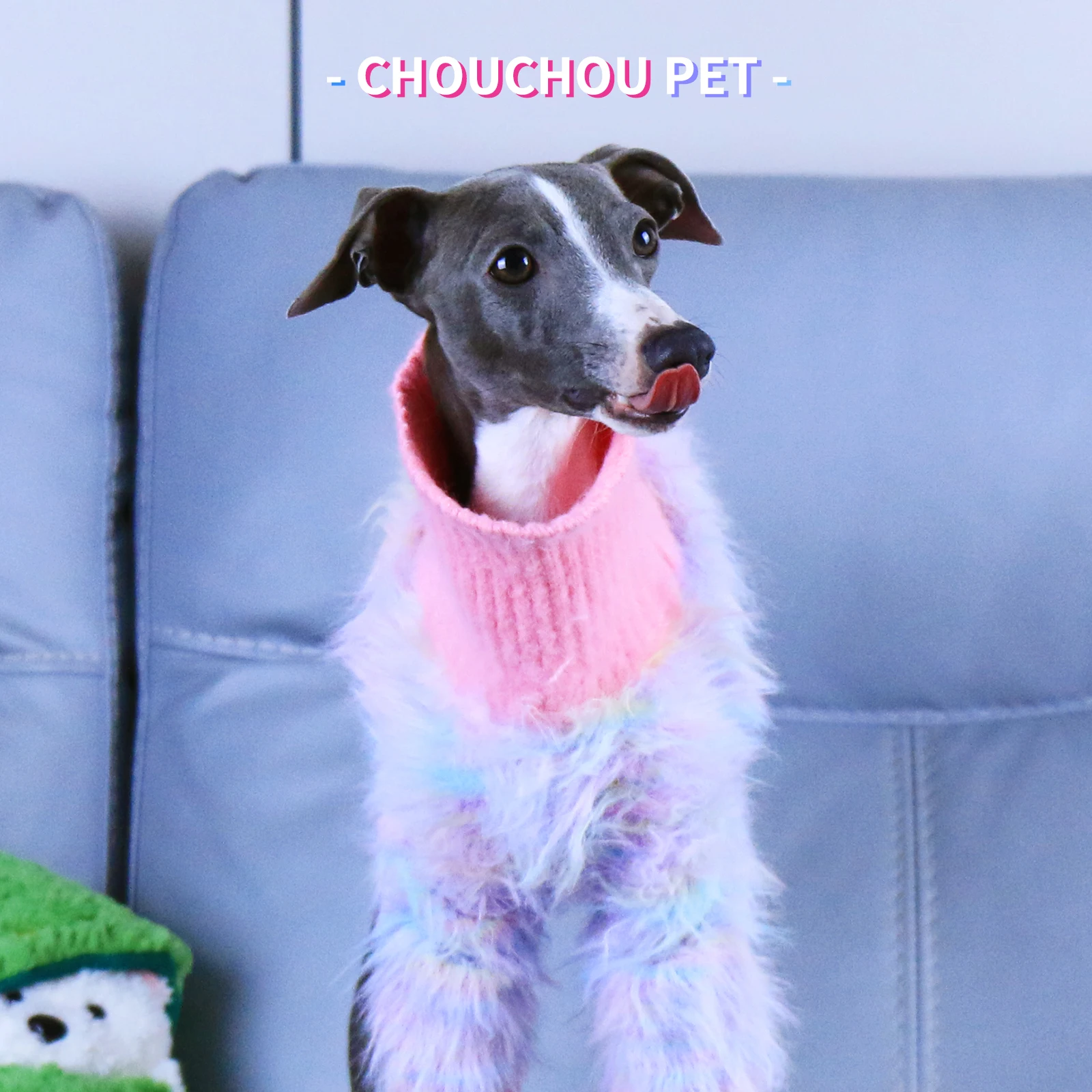 Galgo italiano usando el suéter