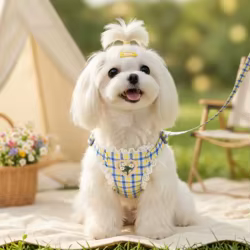 Arnés de pecho Teddy con correa para pasear perros pequeños