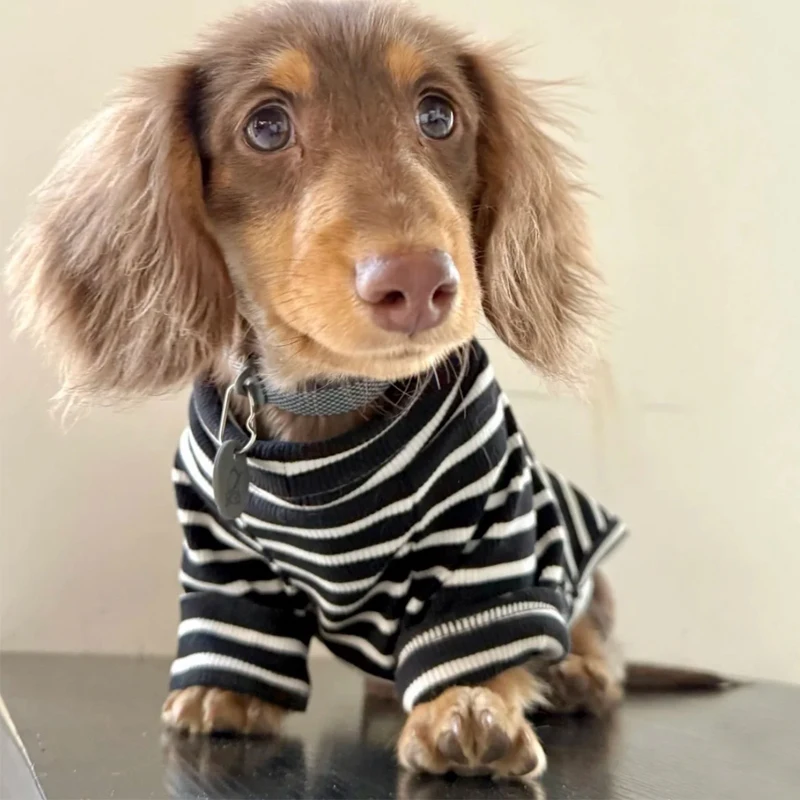 Camiseta a rayas para perro dachshund vista frontal