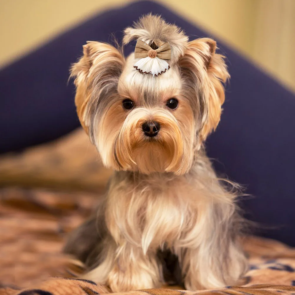 Set completo de 50 bows decorativos para perros pequeños
