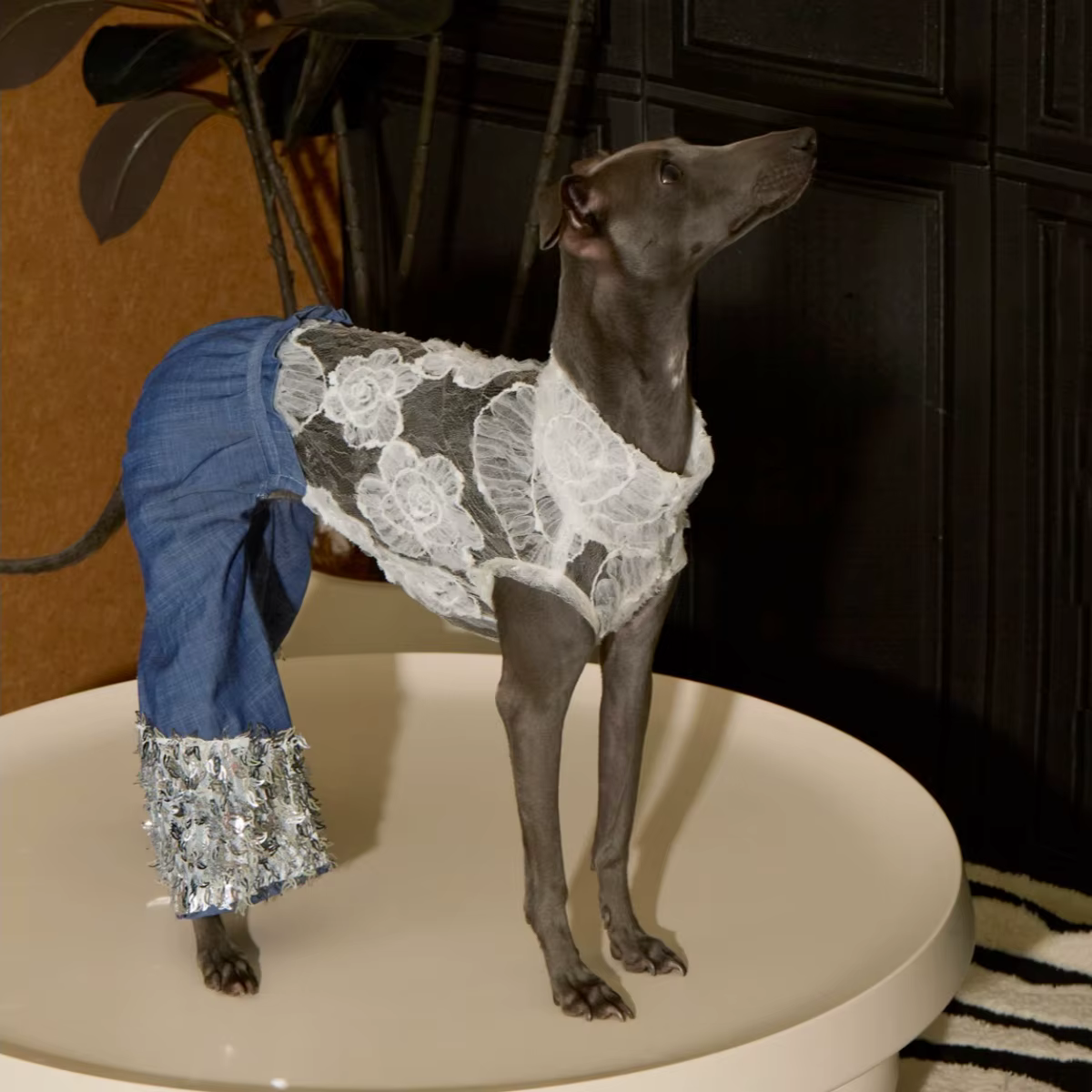 Mono vaquero con encaje floral transpirable para perritas, Whippet - imagen 2