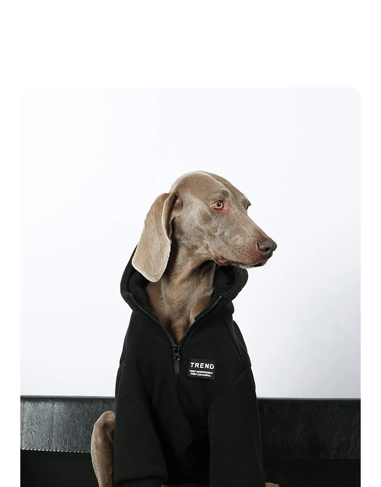 Perro usando la sudadera con capucha en posición de paseo