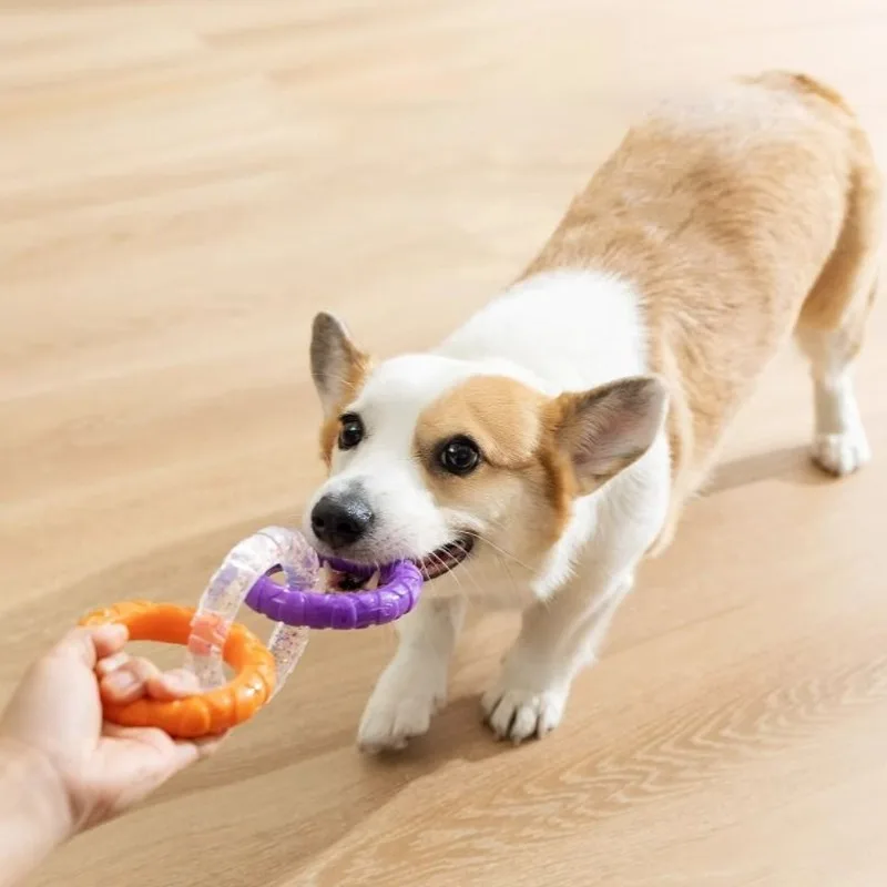 Perro jugando con el anillo de morder