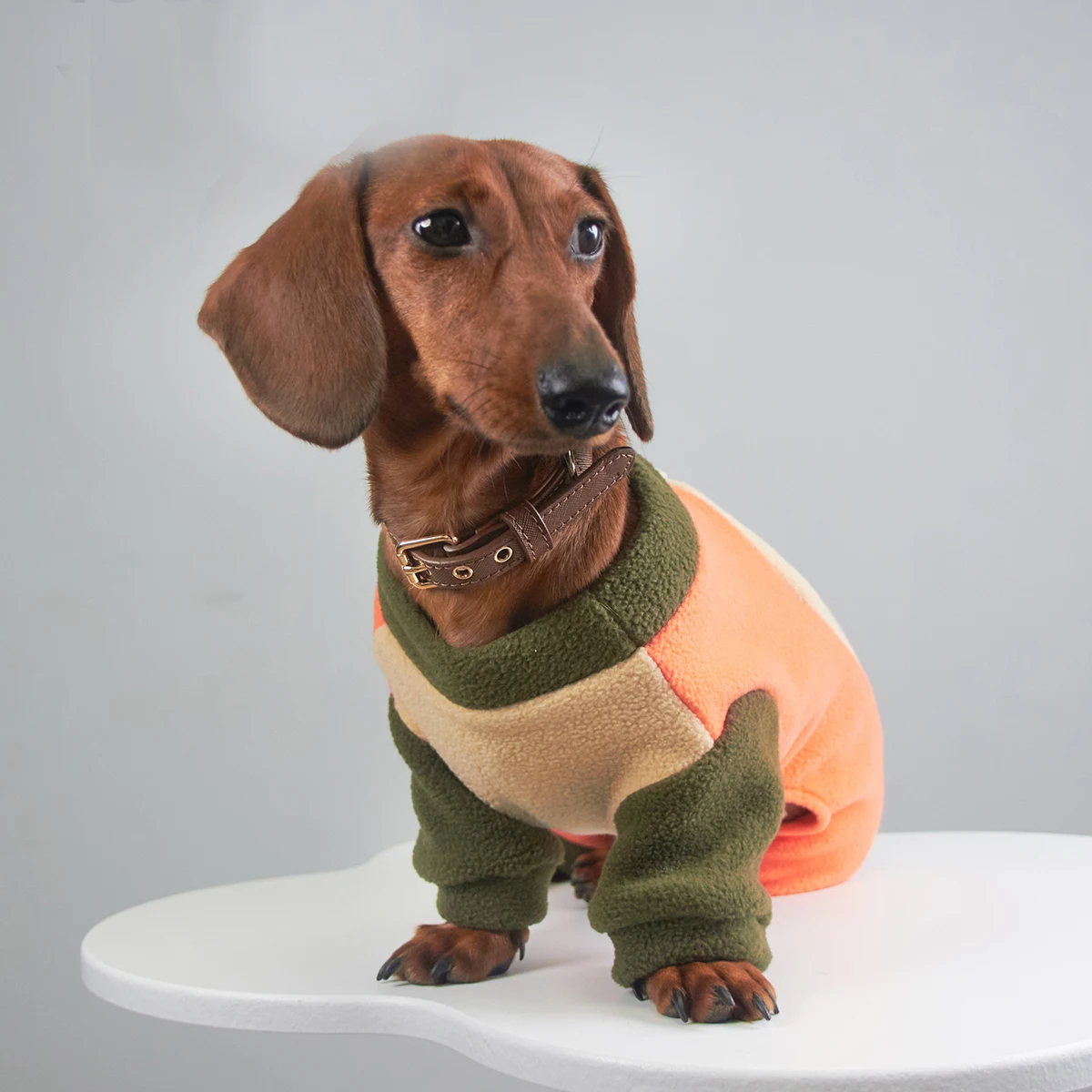 Guía de medición del pecho y abdomen del perro