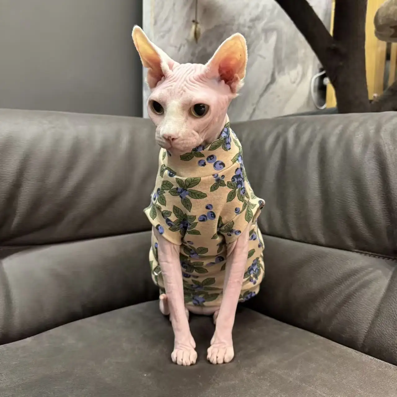 Gato modelo usando la camiseta