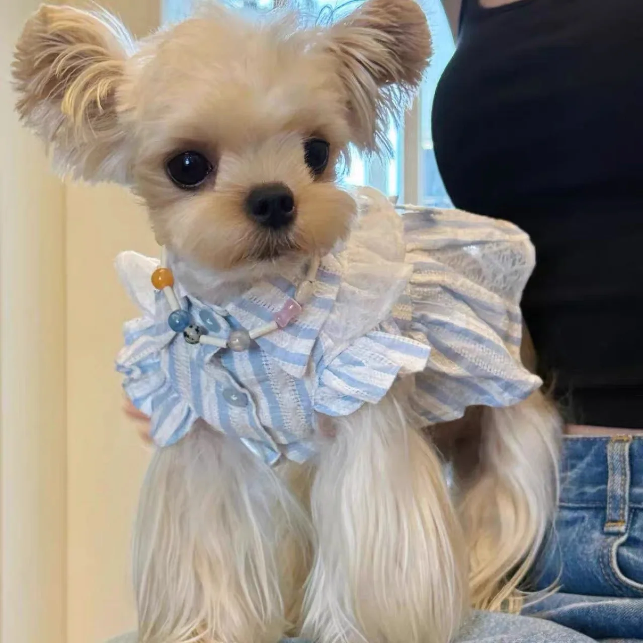 Perro jugando cómodo con el vestido puesto