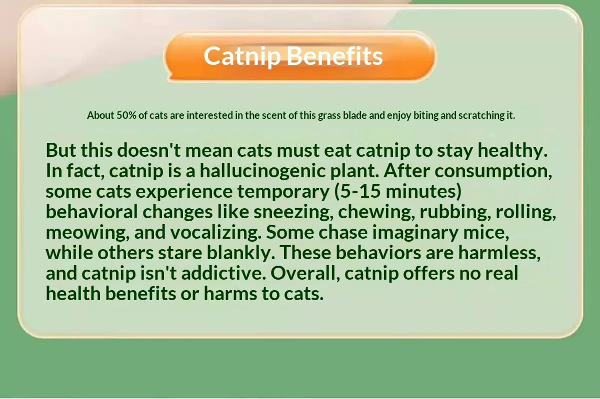 Pelota de catnip de 10 cm para juego autónomo