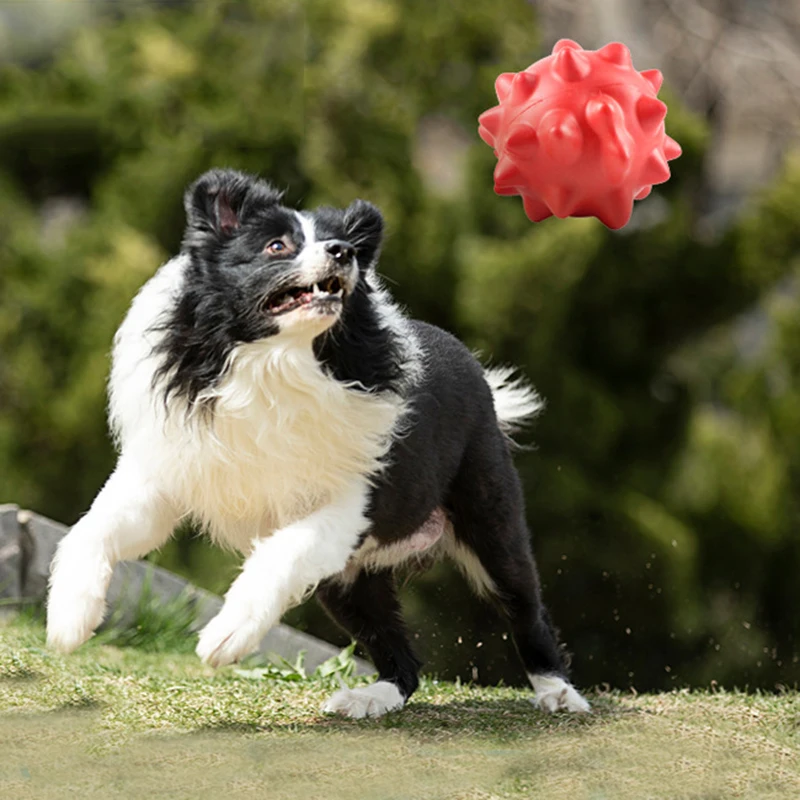 Perro jugando con el juguete en el jardín