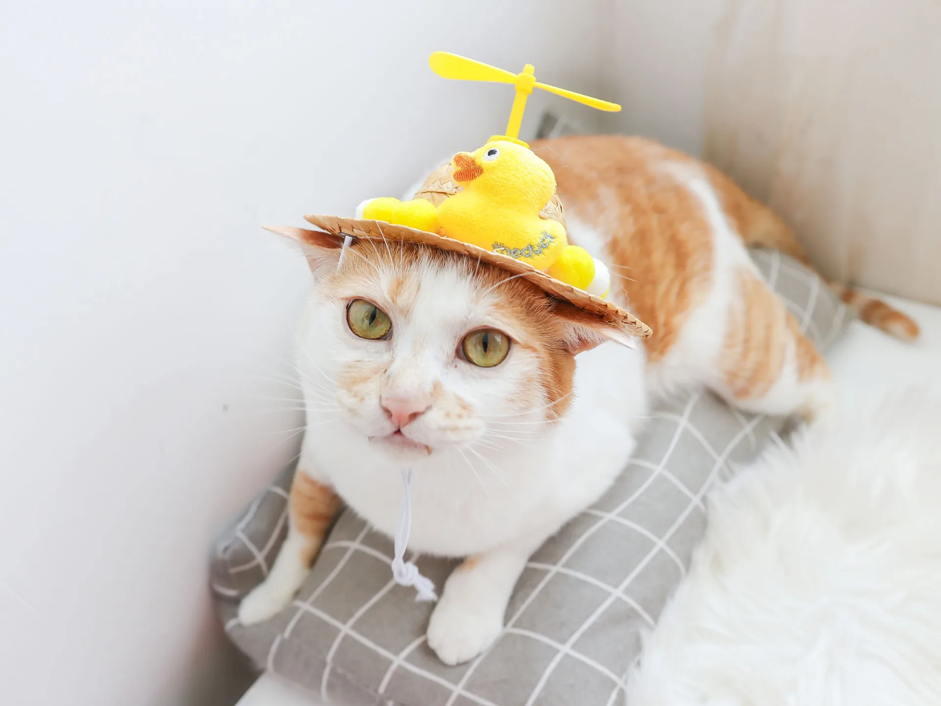 Viste a tu mascota con estilo