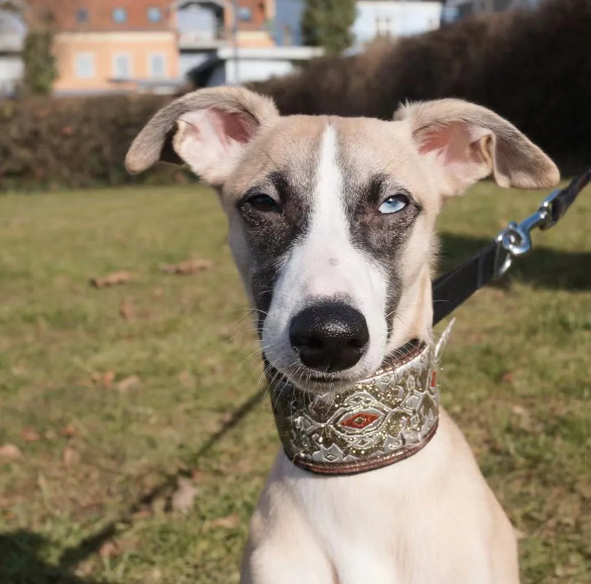 Collar martingale dorado en perro whippet