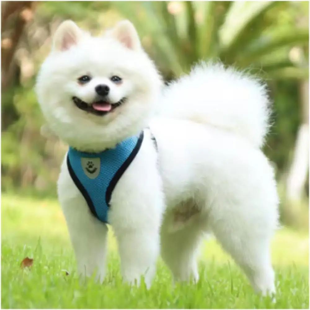 Arnés antiescape ajustable para gatos y perros pequeños con correa - imagen 5