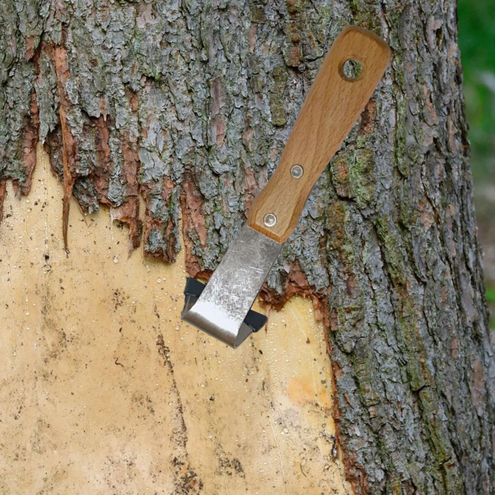 Raspador de corteza de madera con hoja de hierro y mango compacto para carpintería, jardín y manualidades