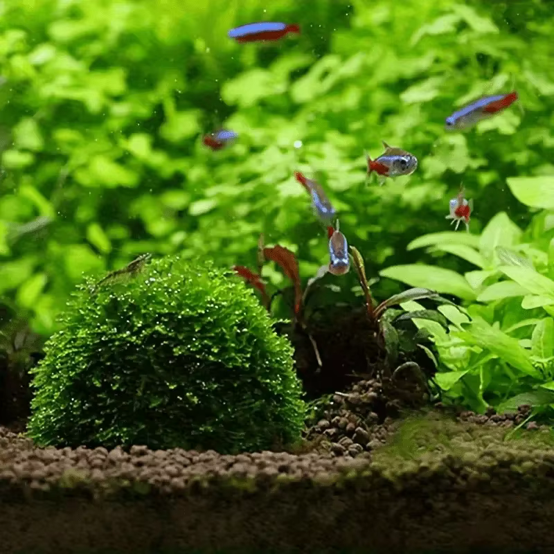 Bolas de musgo transparente para acuario con musgo creciendo