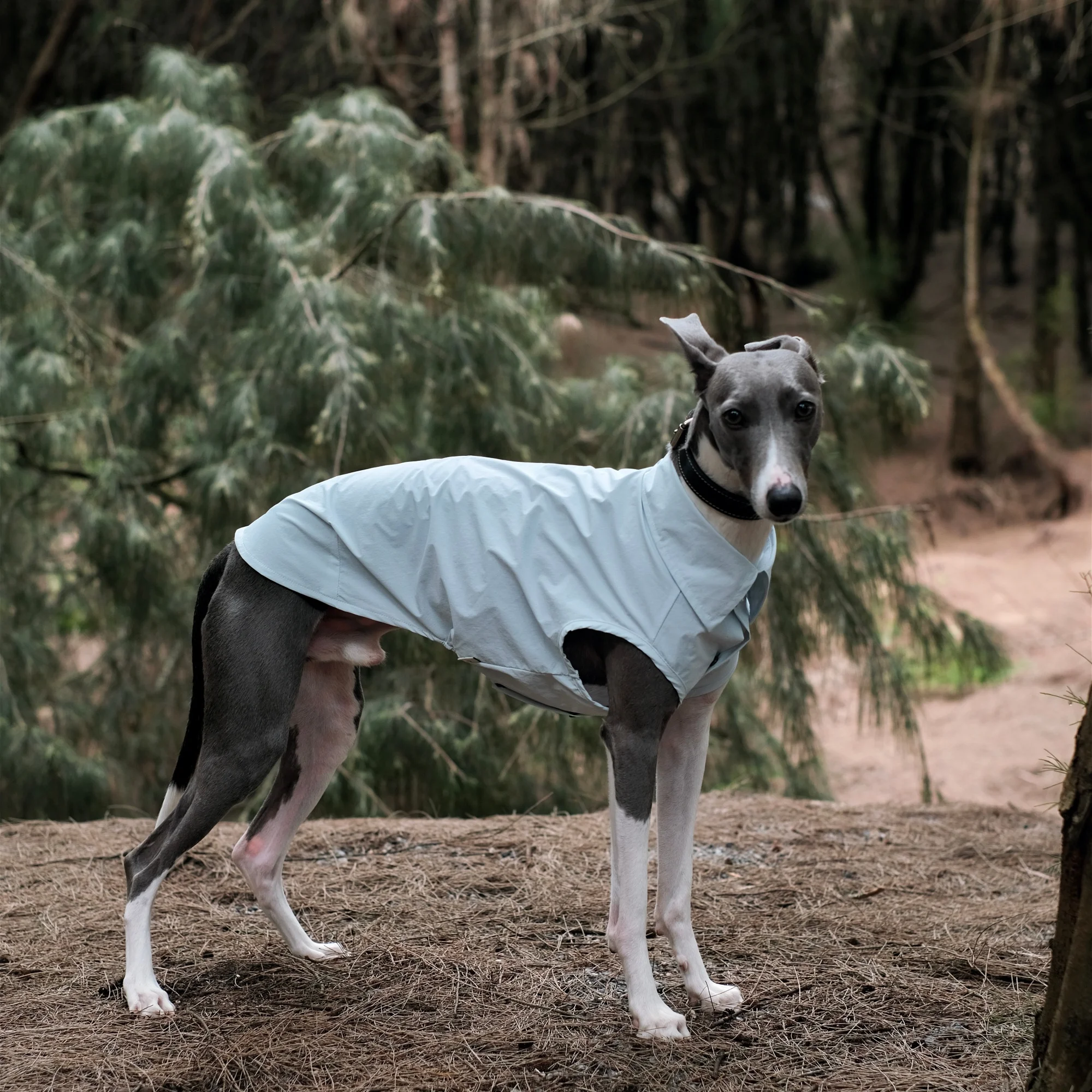 Camiseta solar UPF100 con botones para galgos italianos y whippets